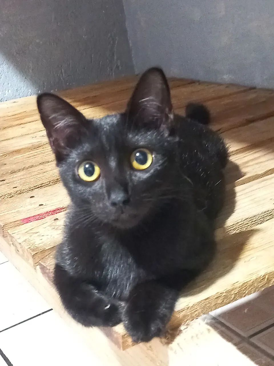 Gata para adoção 