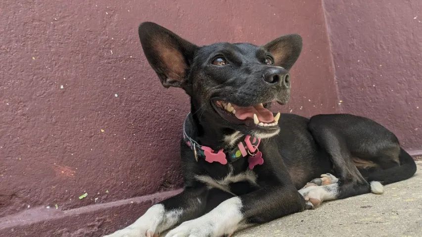 Cadela para adoçao