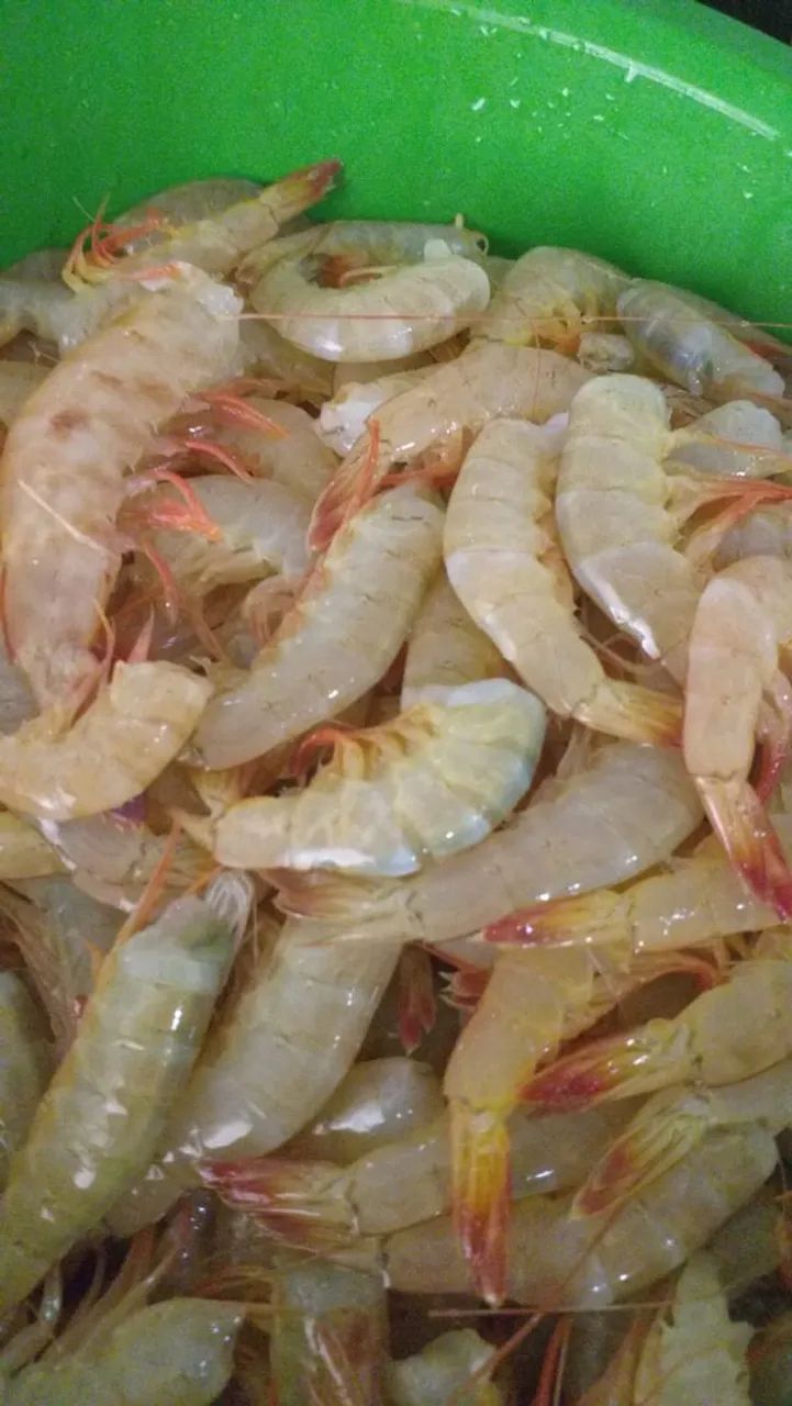 CAMARÃO ? DO MAR LIMPO SEM CASCA E SEM CABEÇA  - Foto 5