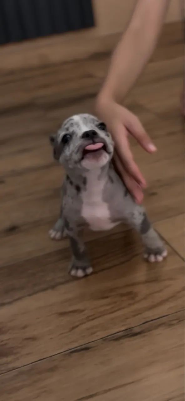 American bully  - Foto 3