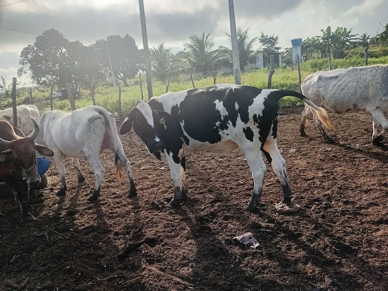 Novilhas genética de leite, - Foto 2