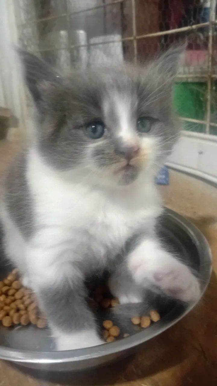 Lindos Filhotes de gato Raça Maine 