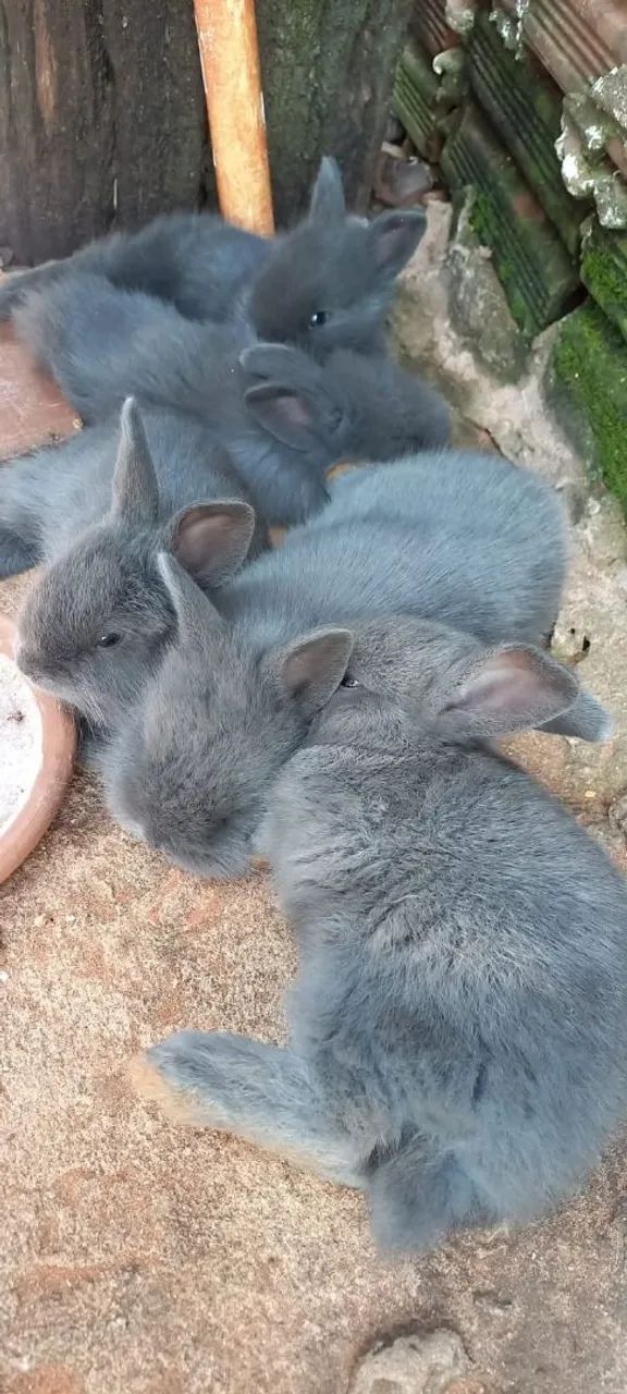 Coelhos  - Foto 4