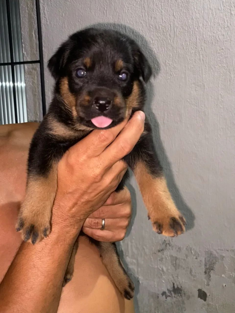 Filhote de rottweiler  - Foto 2