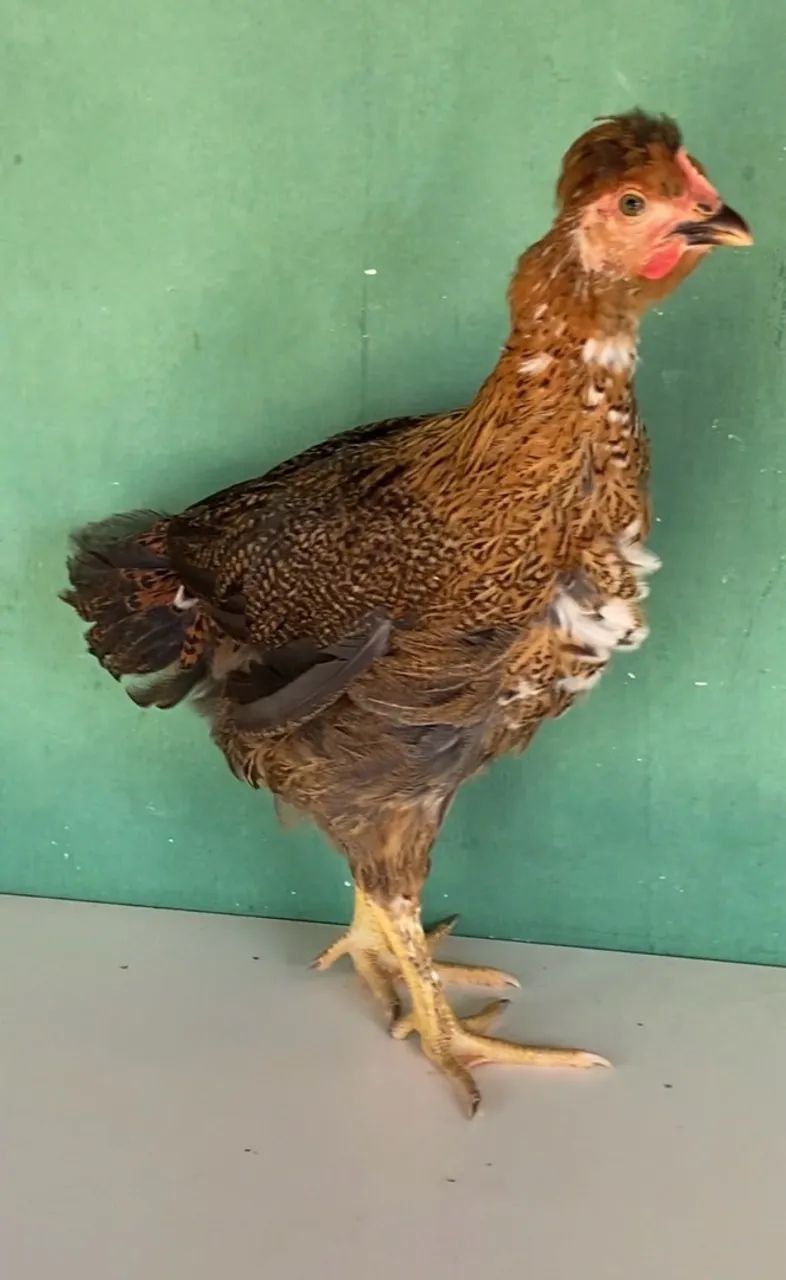 Frangos GSB 