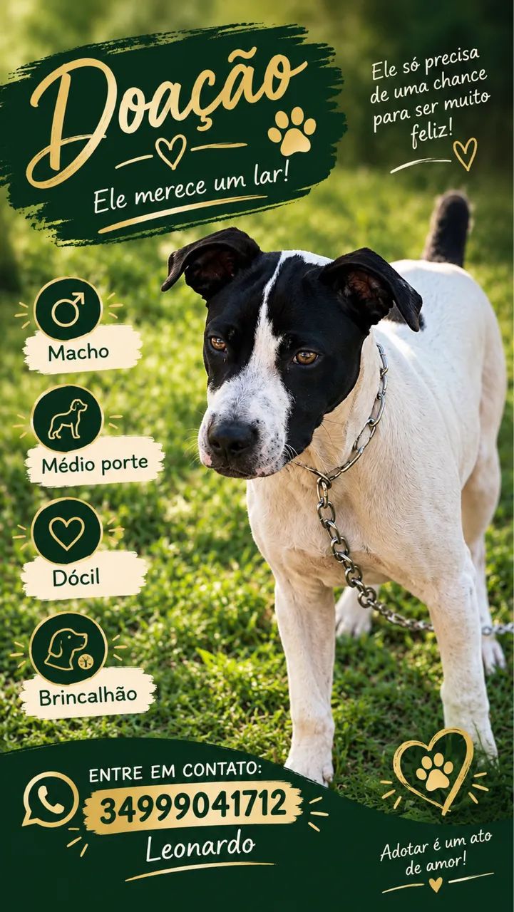 Doação cachorro 