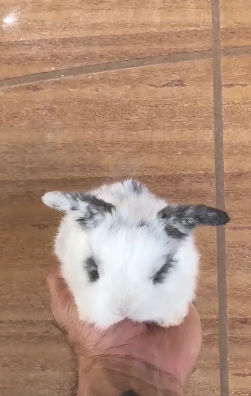 Animais 