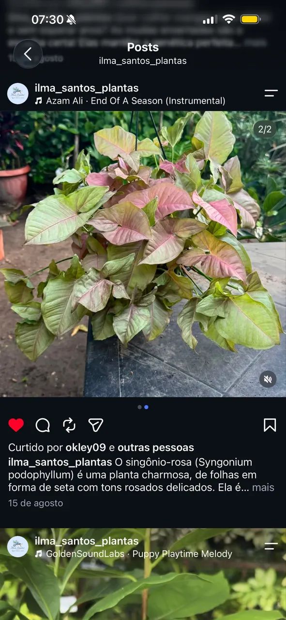 Plantas - Foto 5