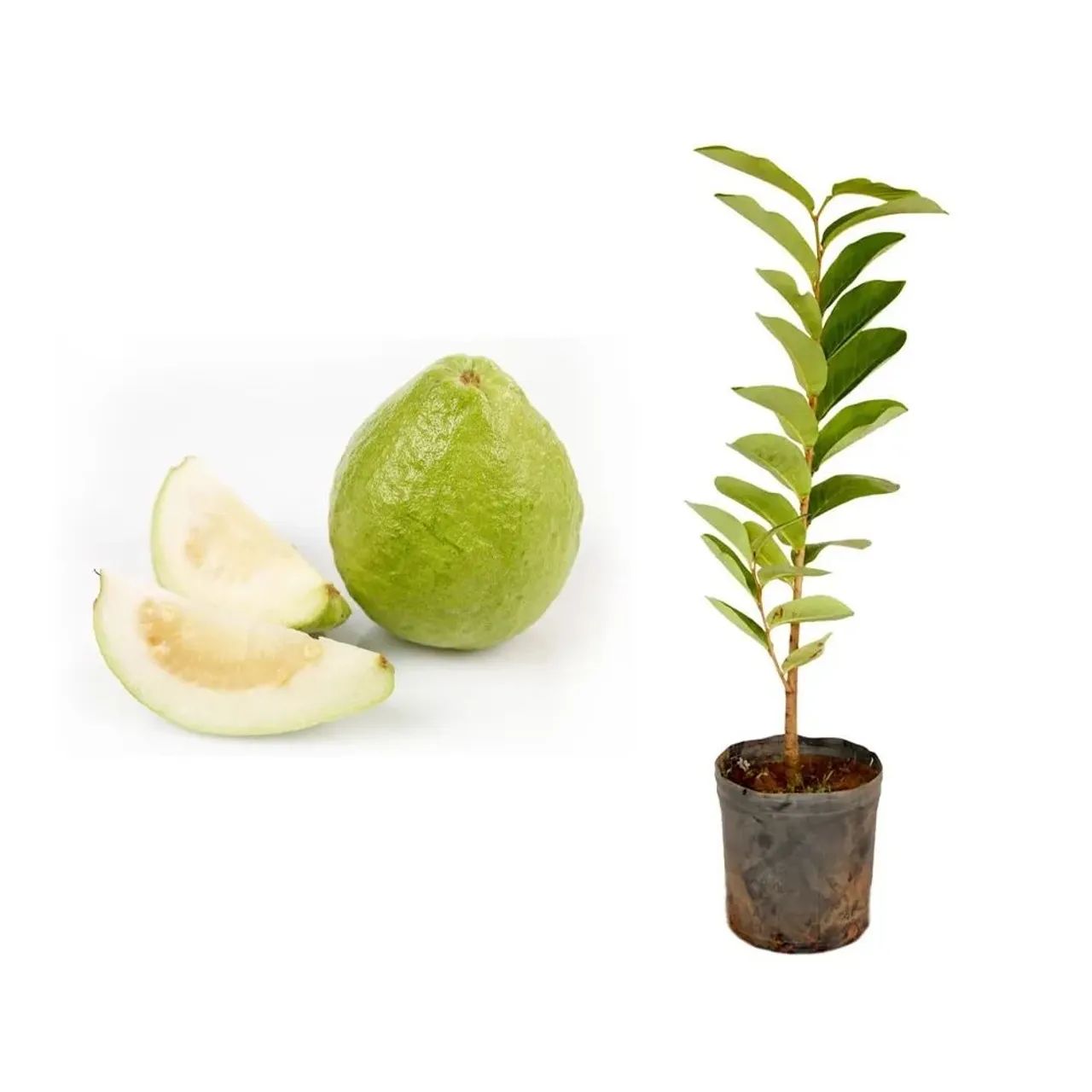 Mudas Frutíferas: Goiaba Branca