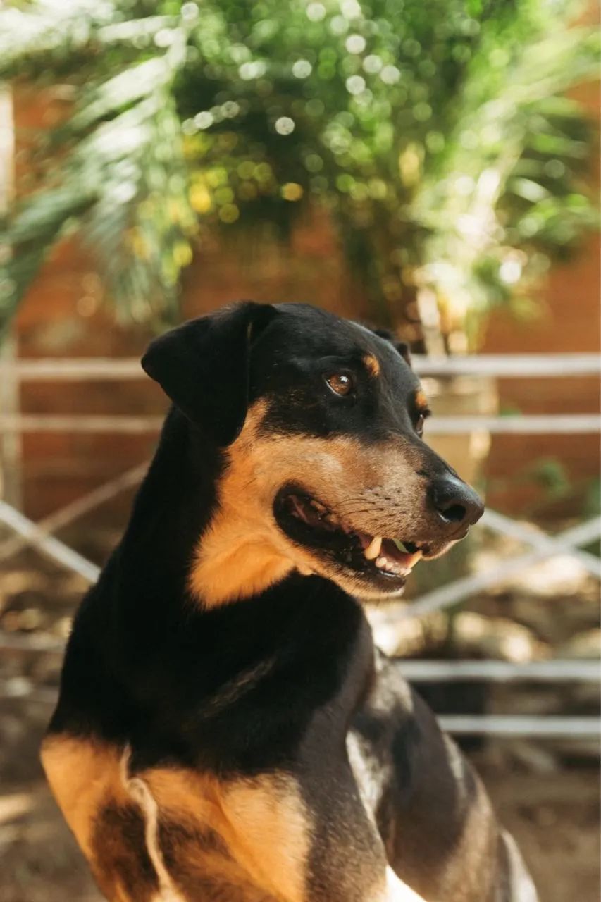Doação  - Foto 4