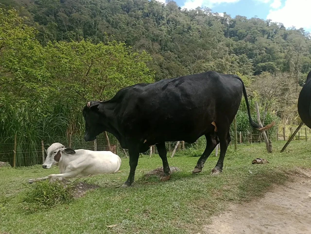 vendo vaca 