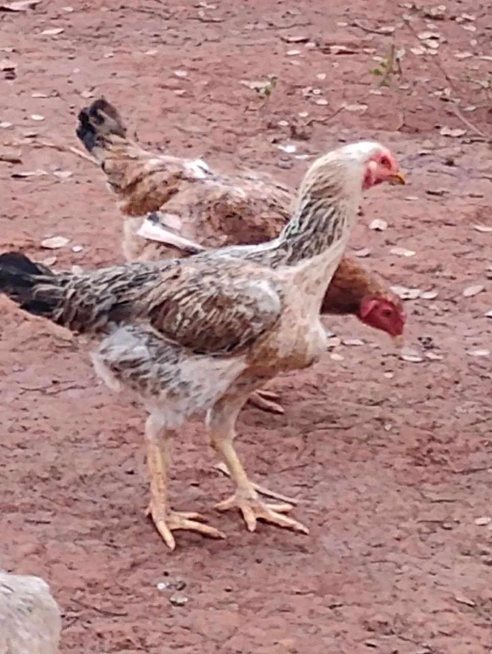 Galinha caipira  - Foto 5