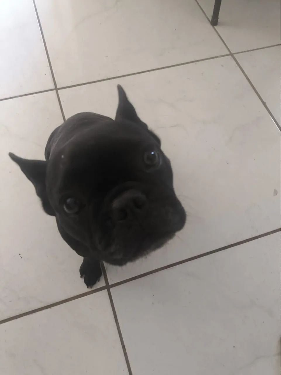 Buldogue francês black
