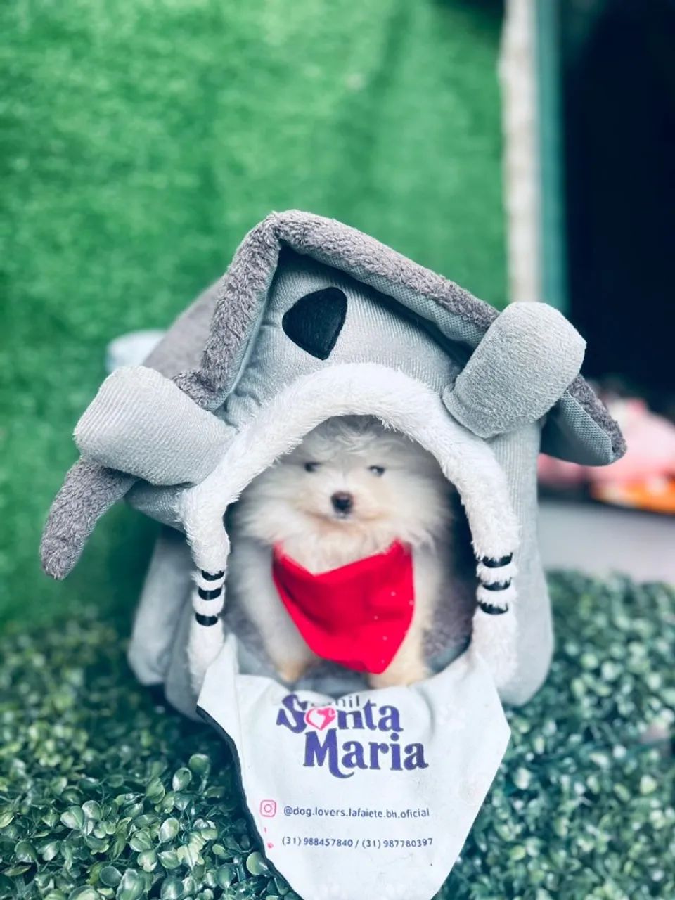 spitz alemão anao miniatura branquinho ursinho 