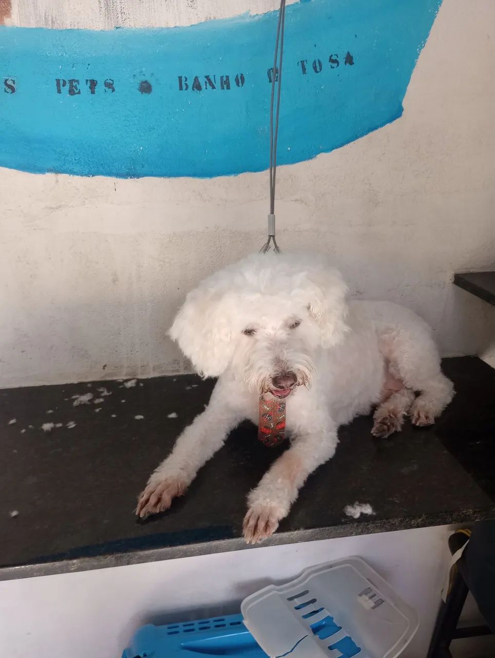Banho e tosa a domicílio  - Foto 2