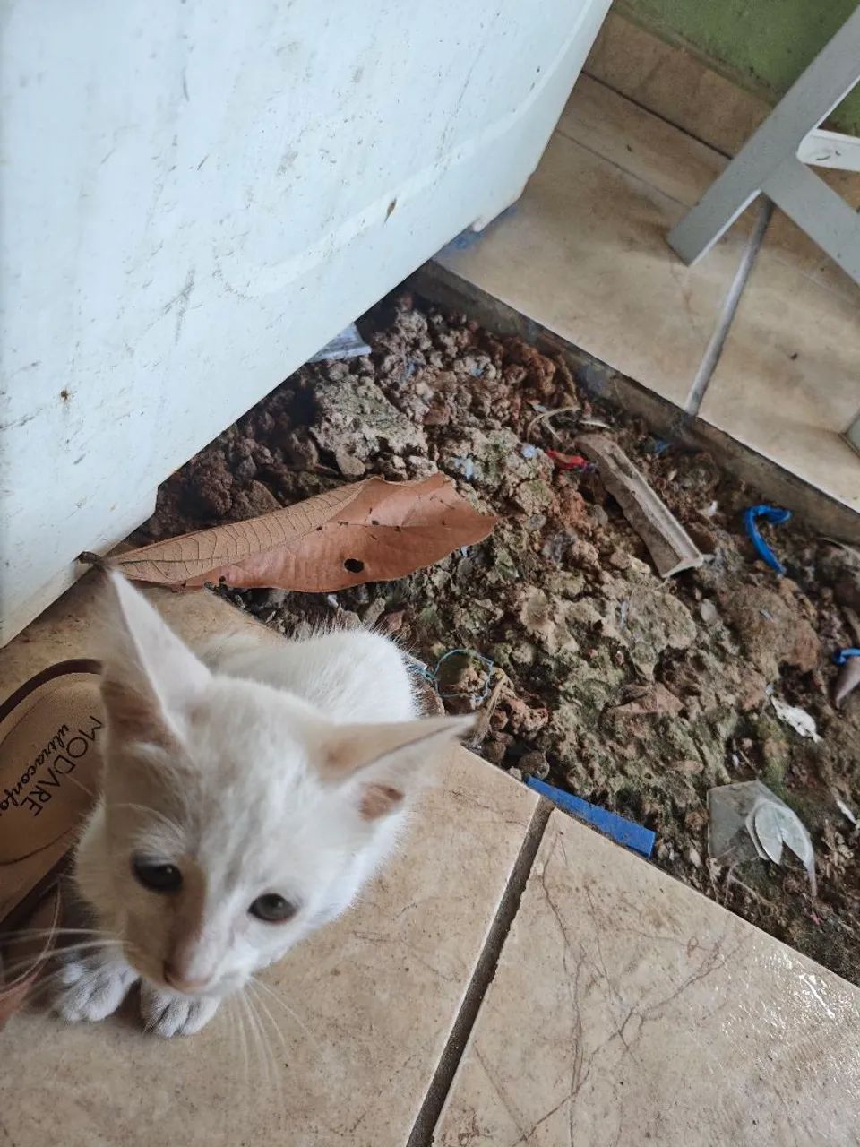 Gato macho para adoção - Foto 3