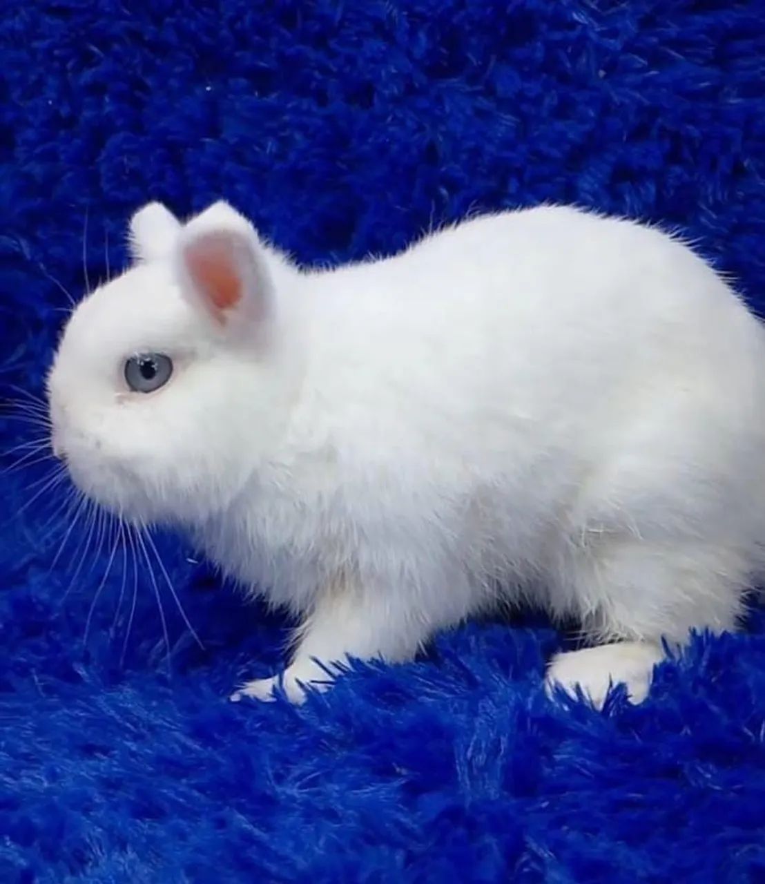 Lindos minis coelhos 