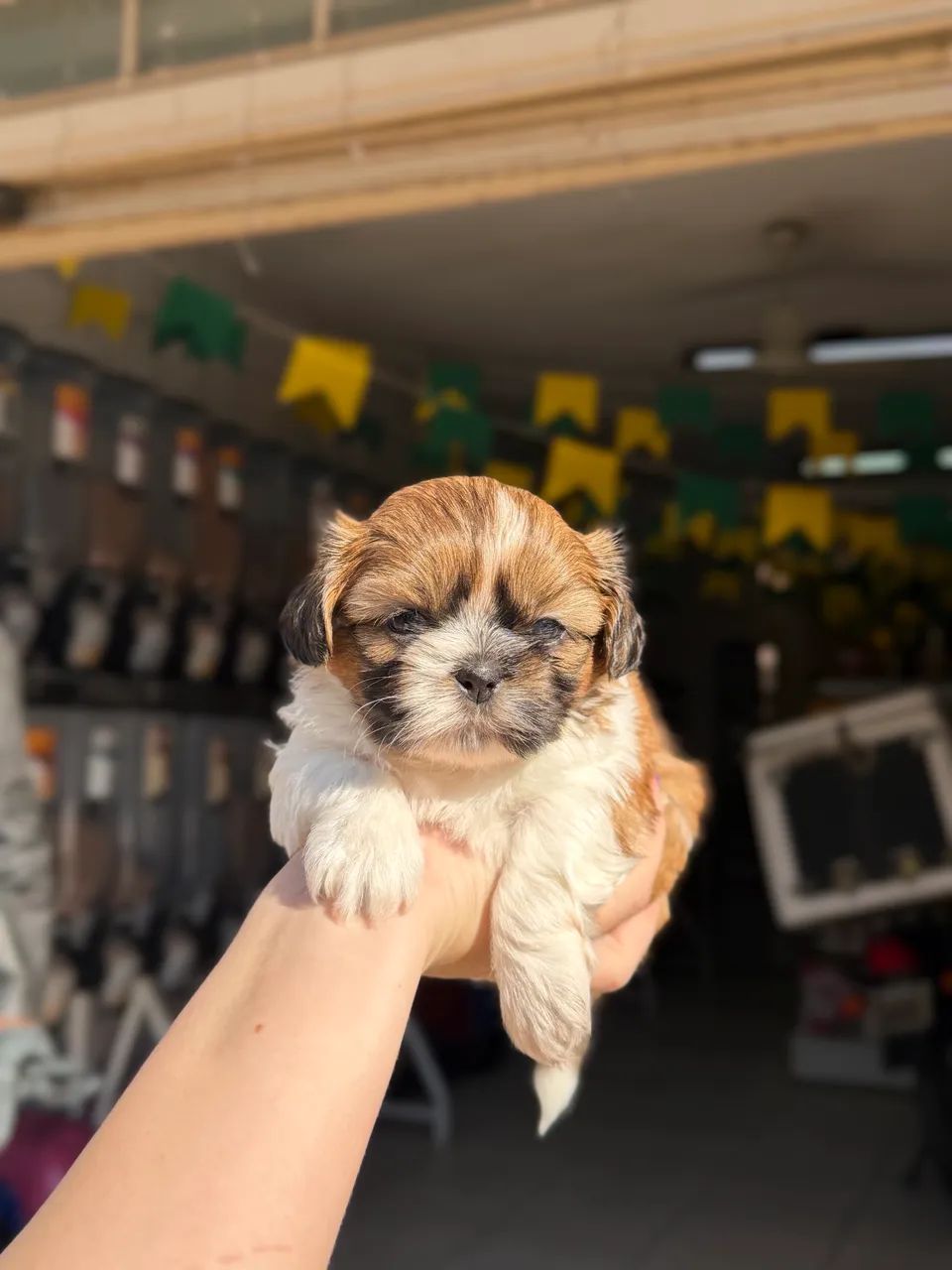 Shihtzu MACHO  - Foto 4