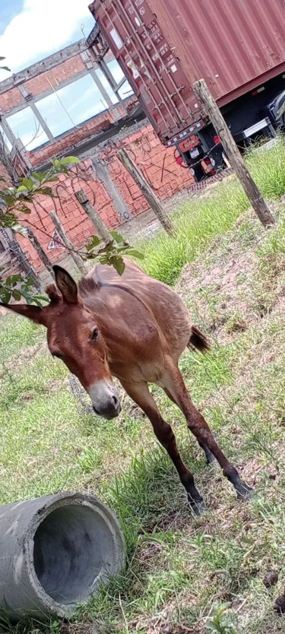 Burro xucro a venda