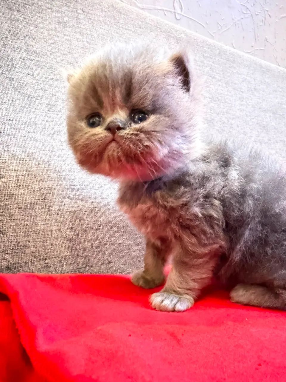 Lindos gatos persa  - Foto 2