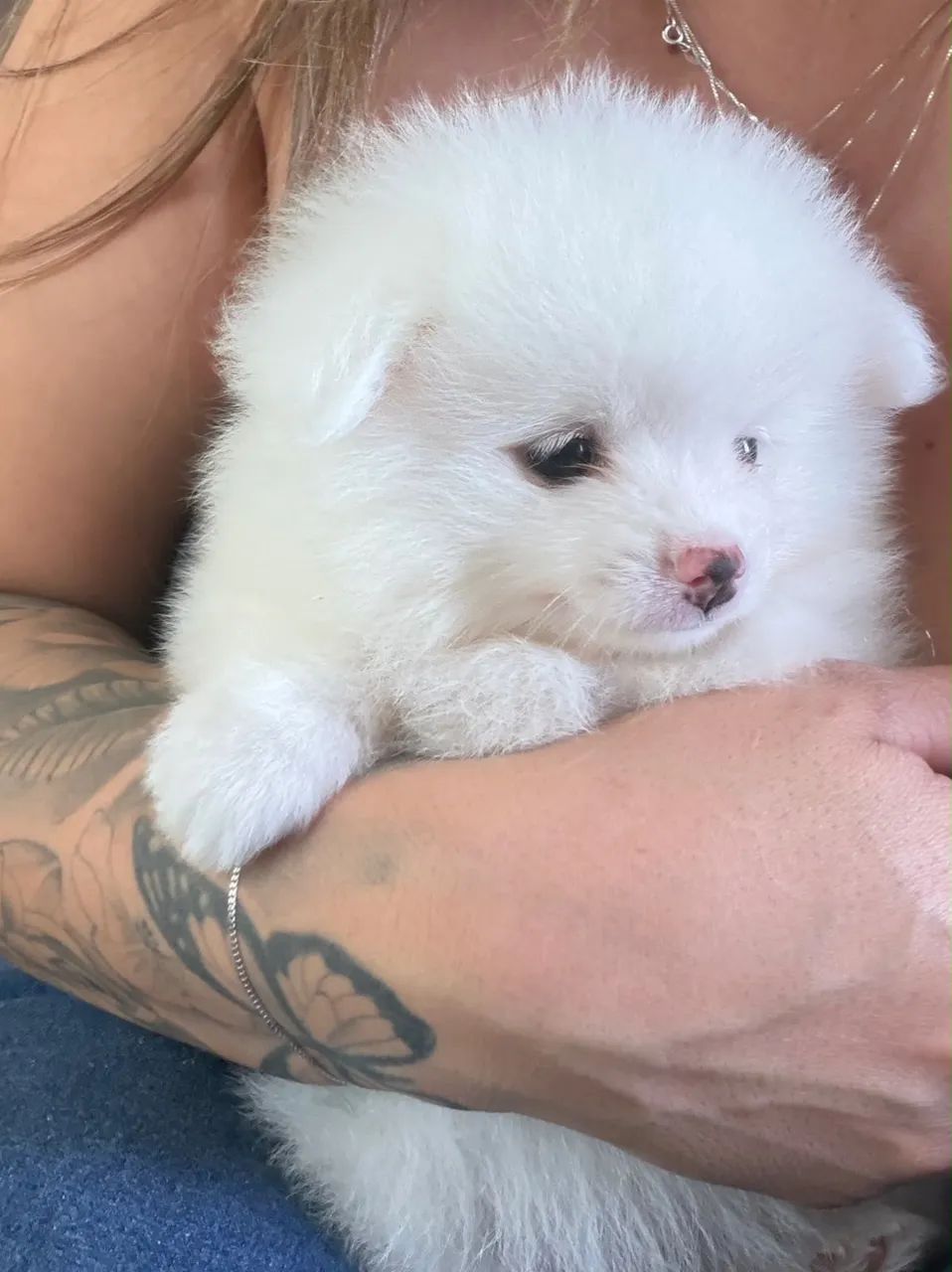 Spitz alemão  - Foto 2