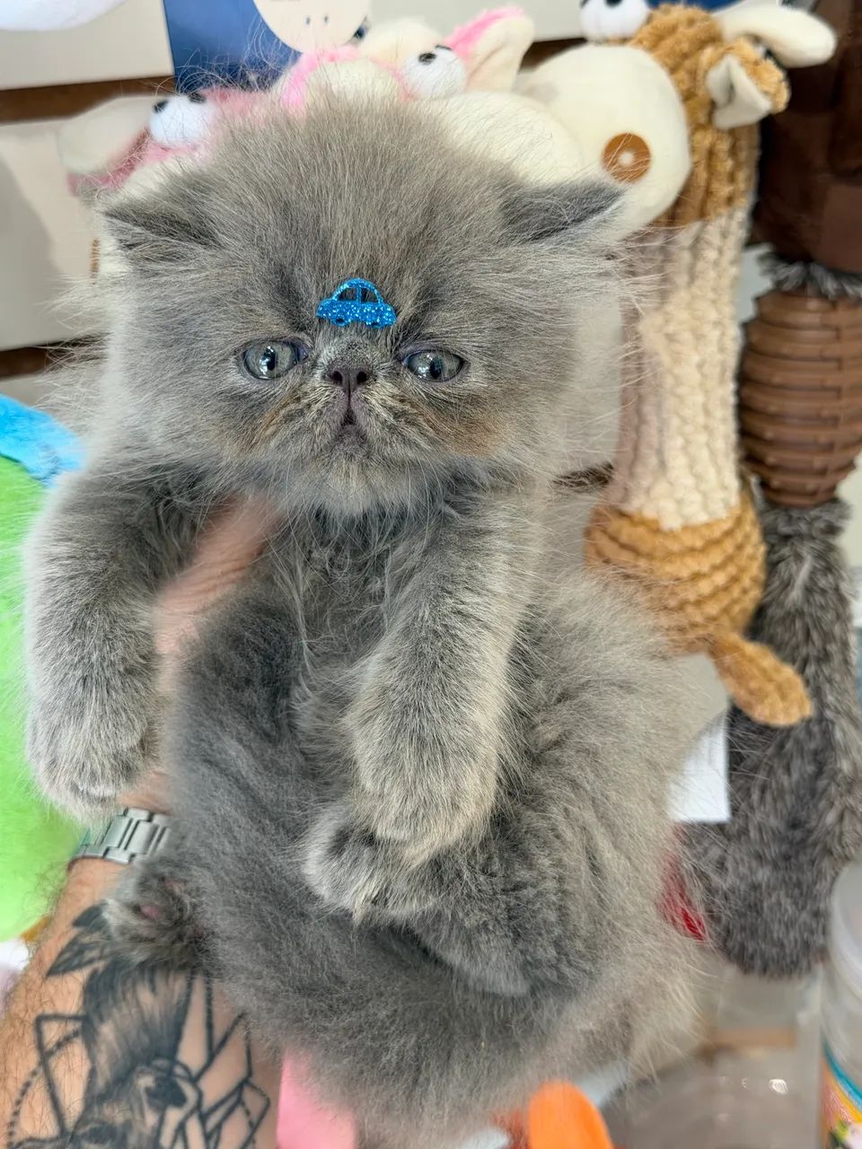 Gato Persa macho  - Foto 4
