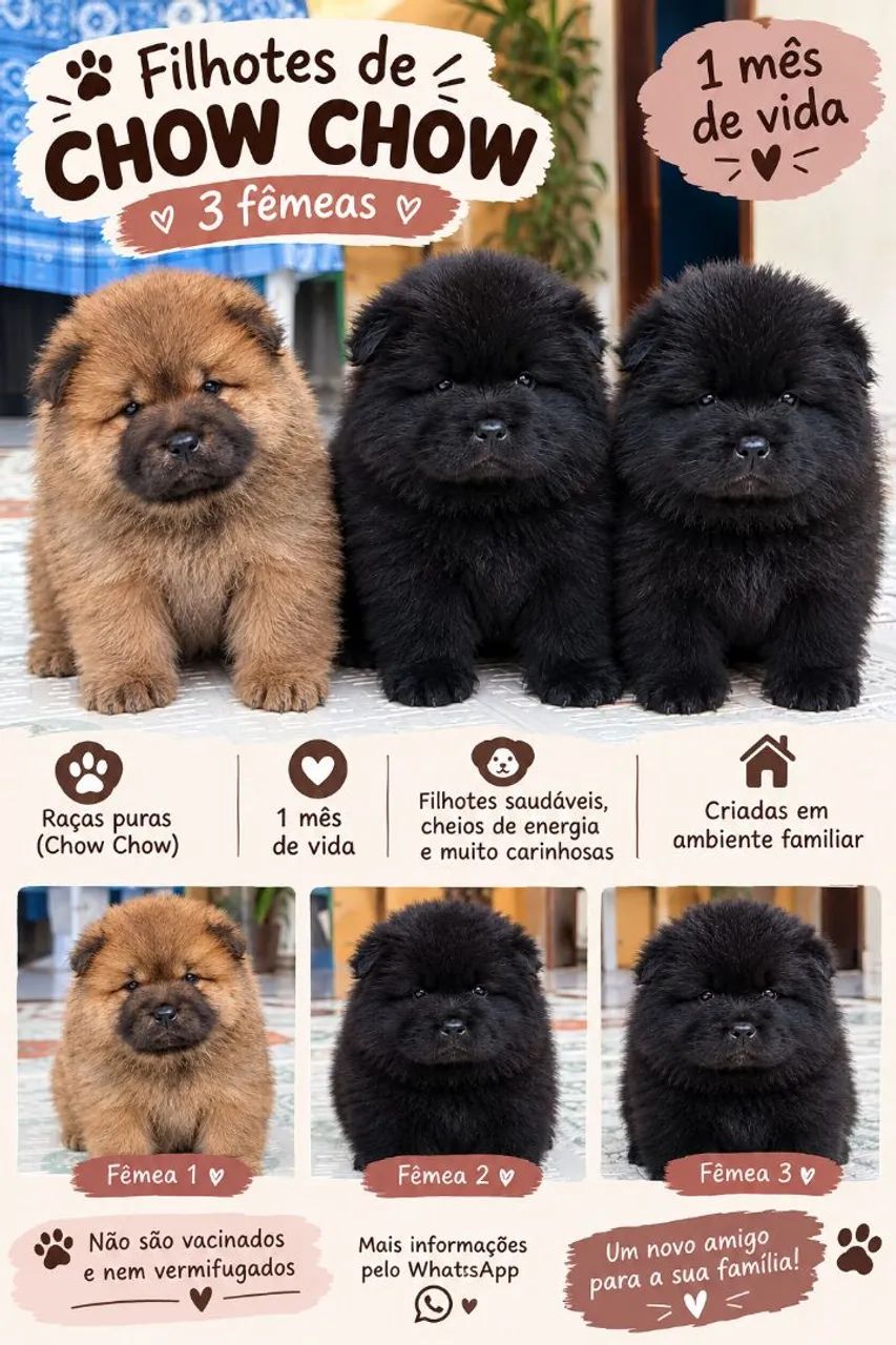 Filhotes de Chow Chow