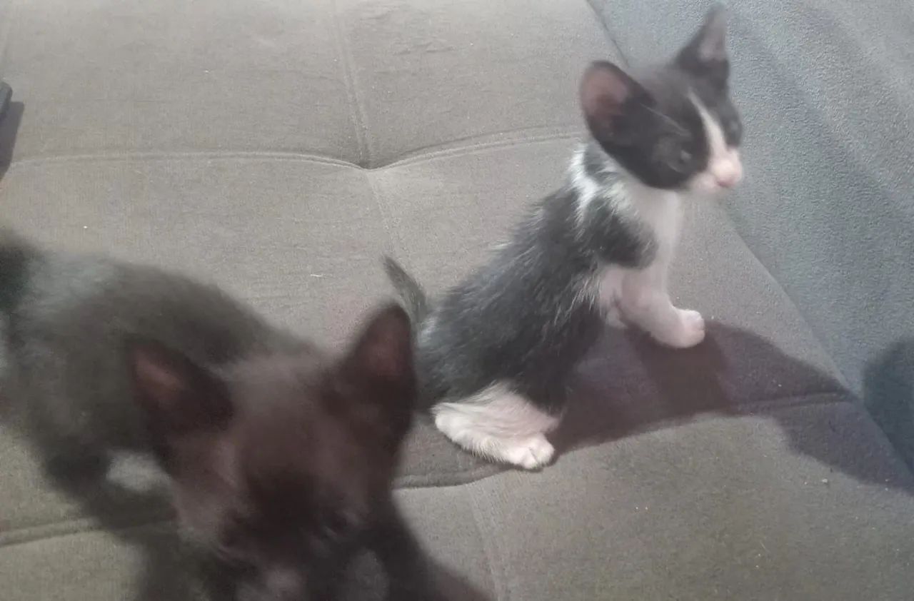 Gatos para doação  - Foto 2