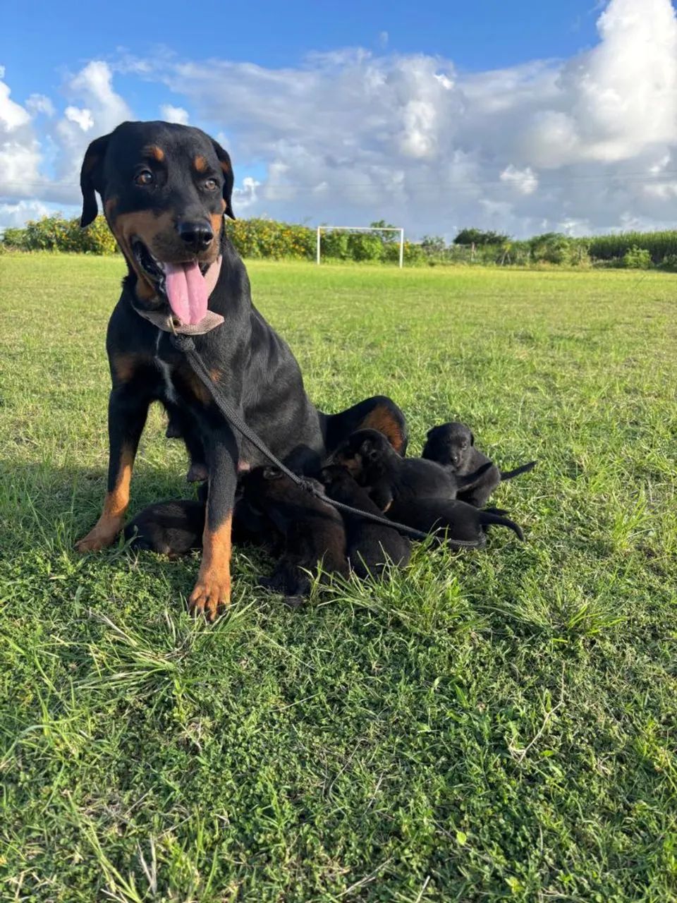 Filhotes de rottweiler - Foto 2