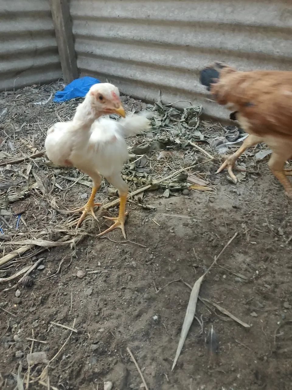 Troco Frango Branco carioca cuiabano - Foto 2