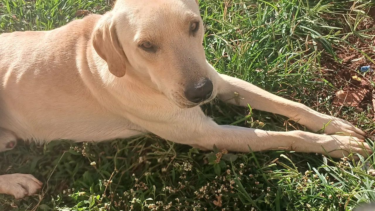 Doação cachorro macho  - Foto 3