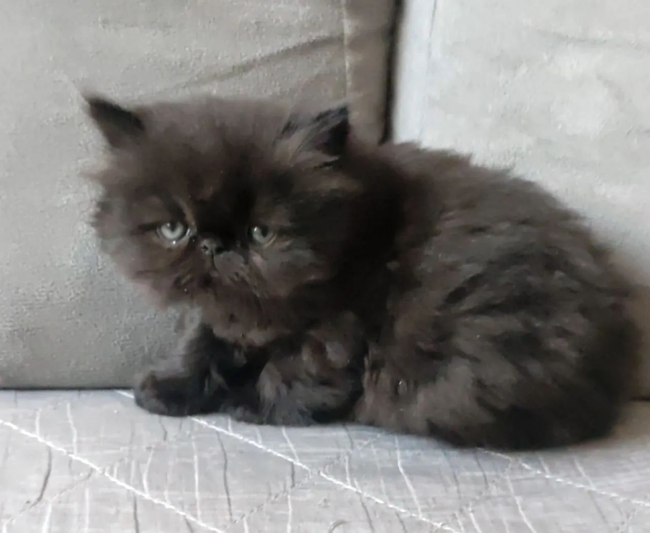 Gatos Persa - Foto 3