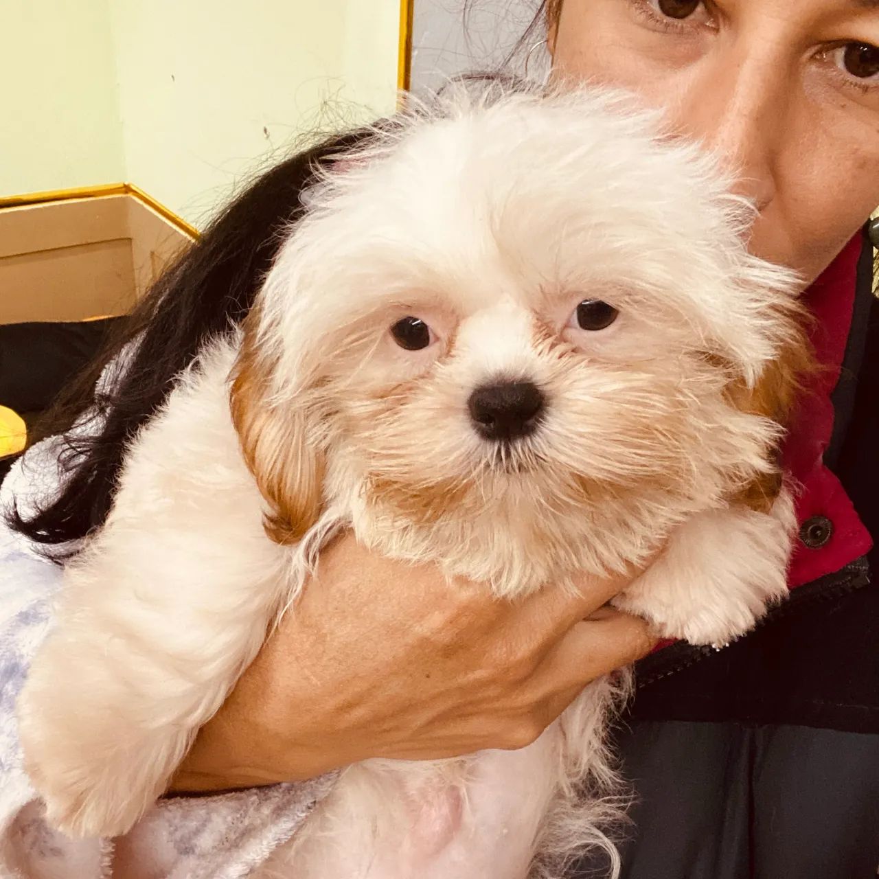 Shih-tzu Macho