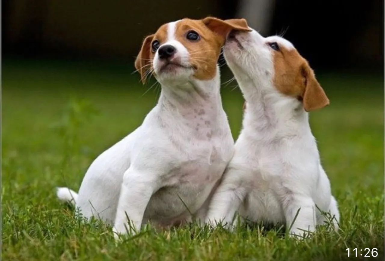 Jack Russel terrier 