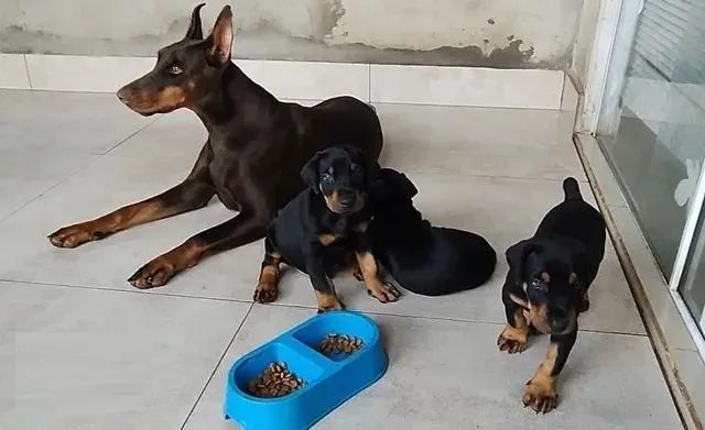rottweiler x doberman 