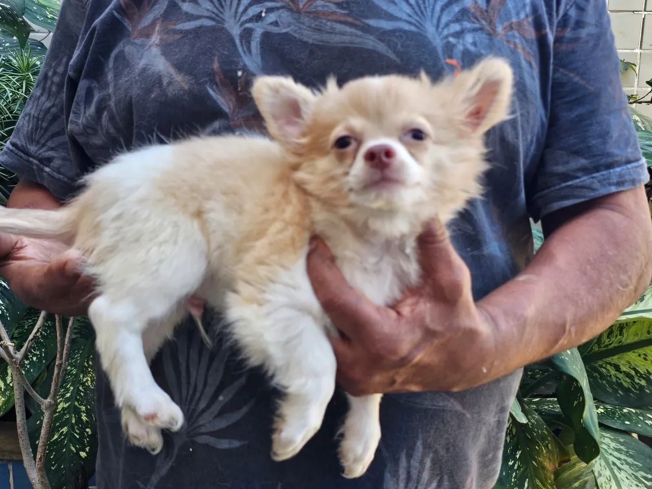 Macho chihuahau  - Foto 5