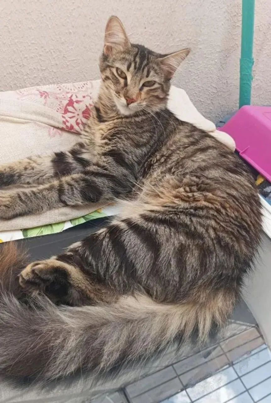 Doação de gata - Foto 2