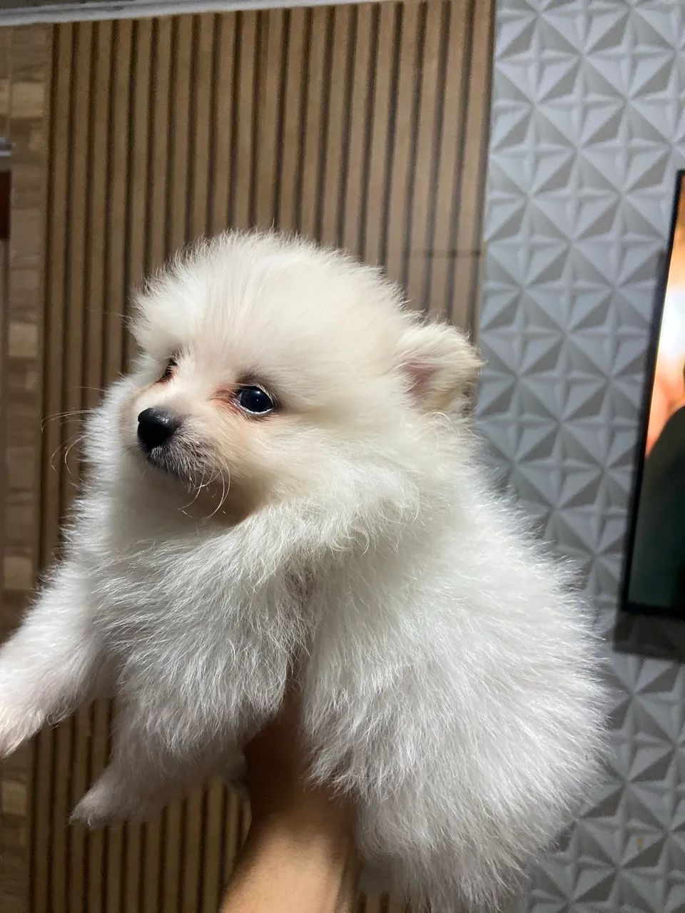 Spitz Alemão  - Foto 2
