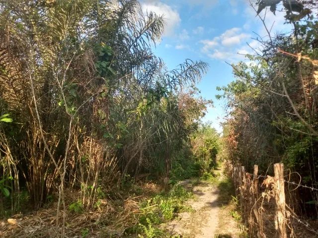 VENDO 1 HECTARE DE TERRA  - Foto 3