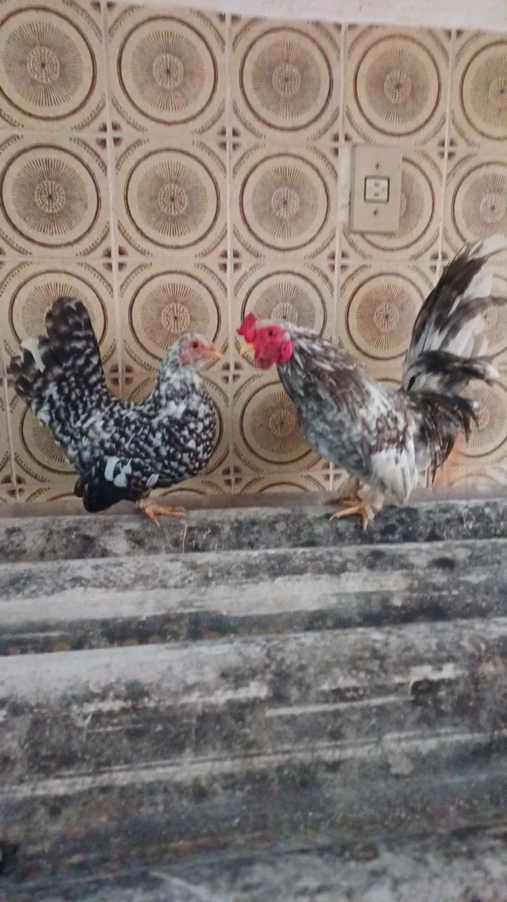 Galos e galinhas 