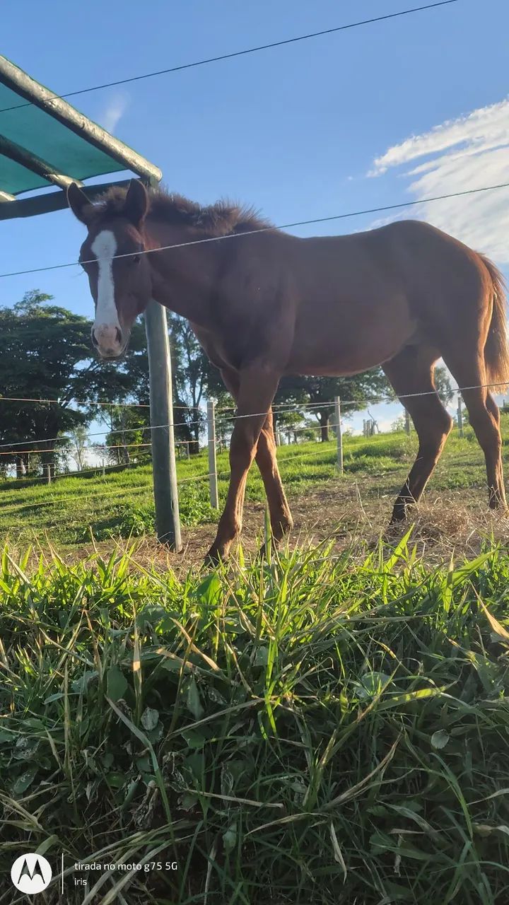Vendo potro QM 6 meses - Foto 2