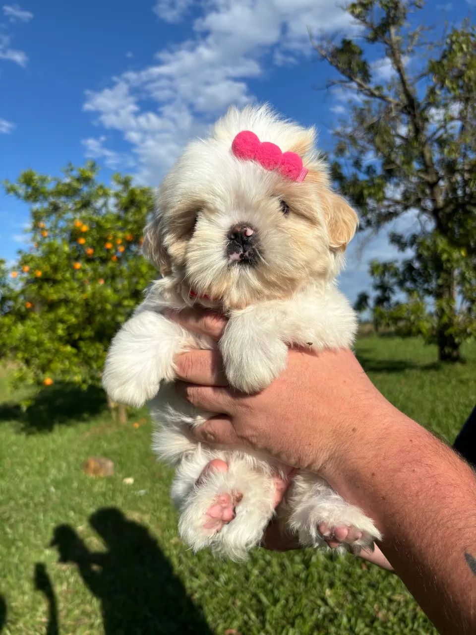 Shih tzu  - Foto 3