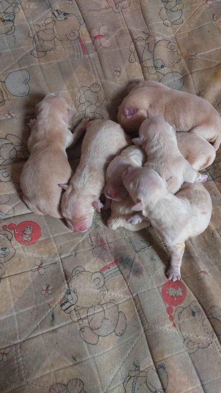 Filhotes de Golden 45 dias