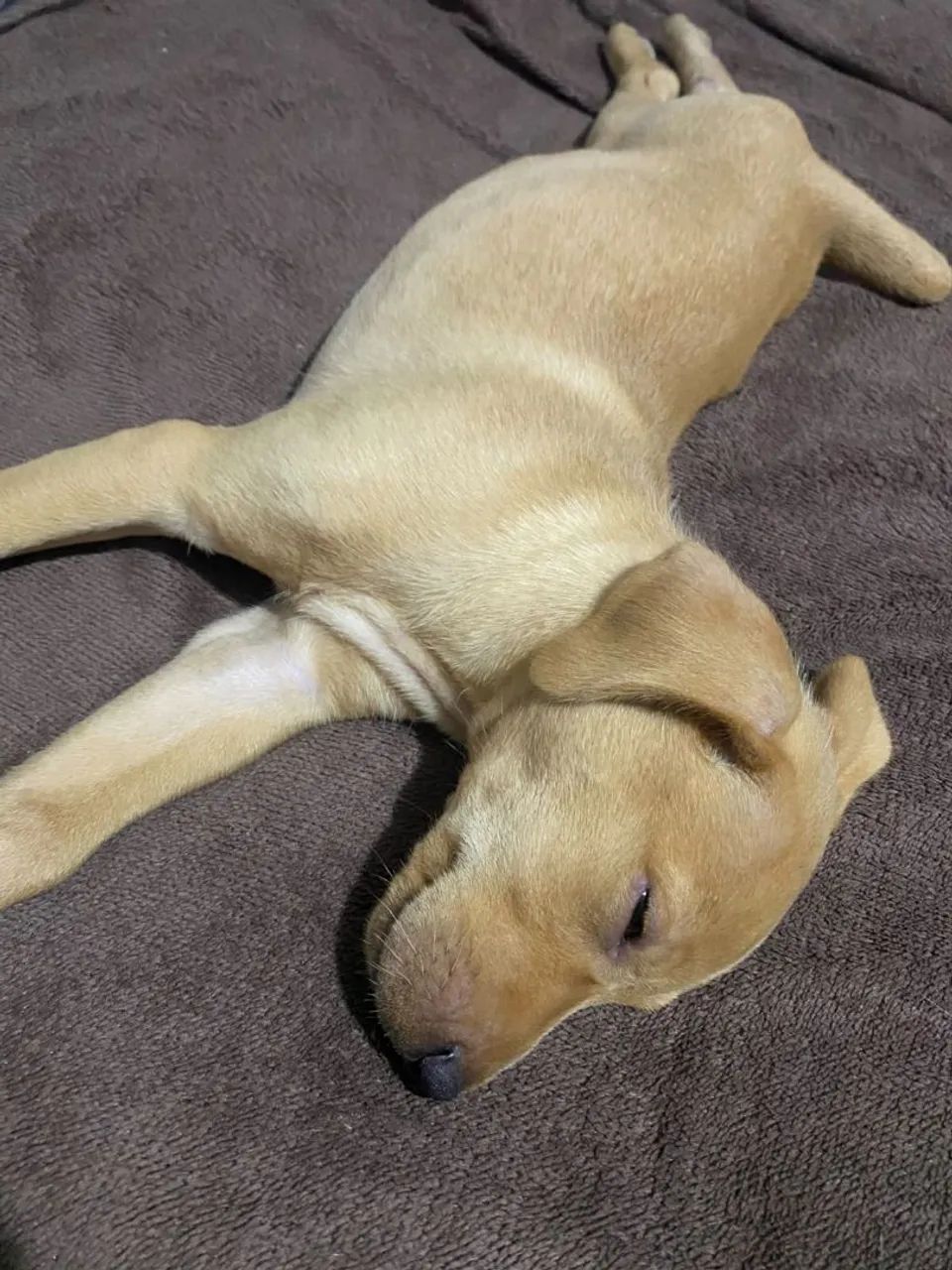 DOAÇÃO LABRADOR - Foto 4