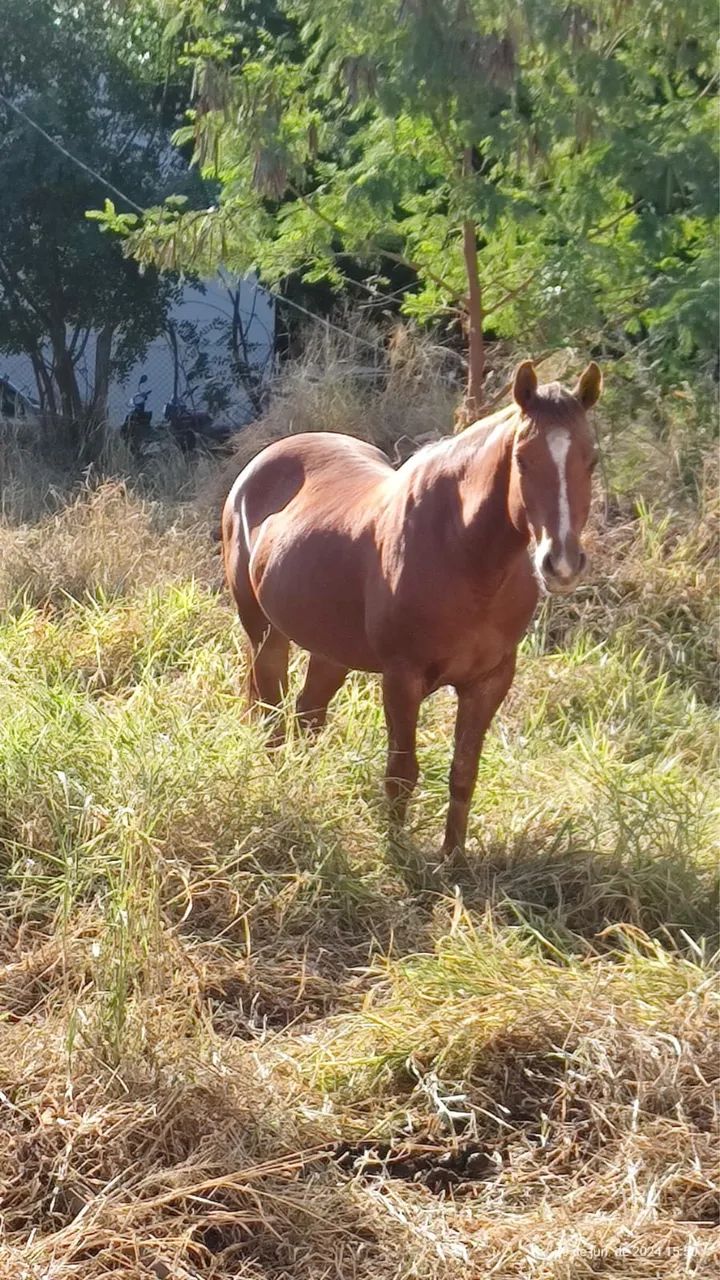 Cavalo Quarto de Milha - Foto 2