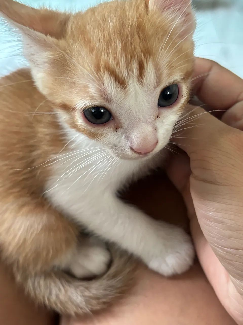 Gatas para adoção  - Foto 4