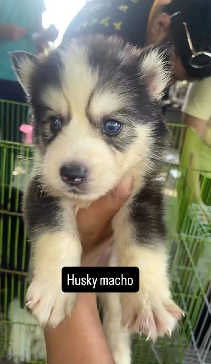Cachorro  - Foto 3