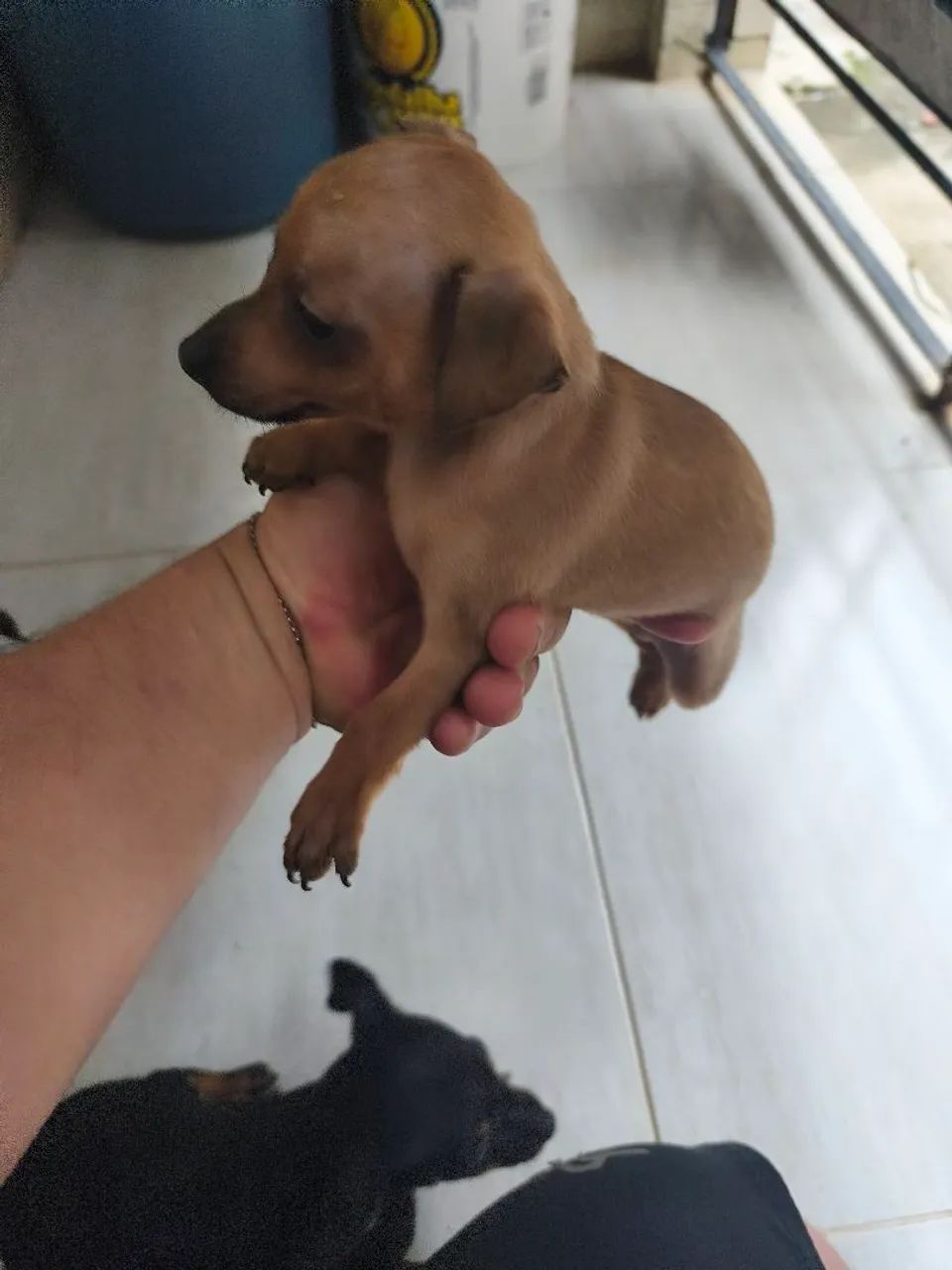 Miniatura Pinscher  - Foto 4