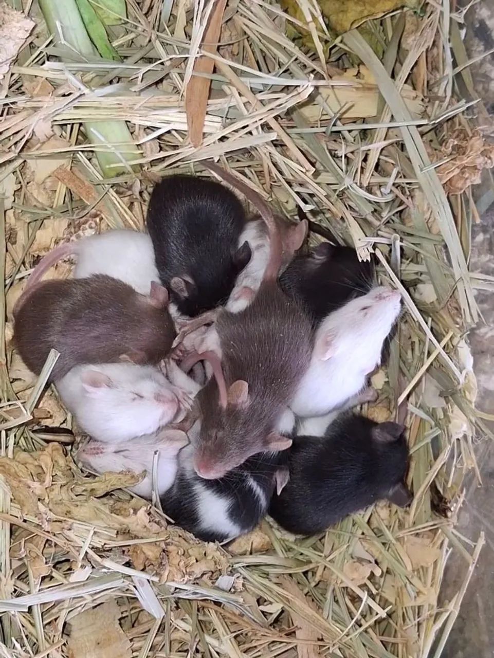 Topodongos coloridos 