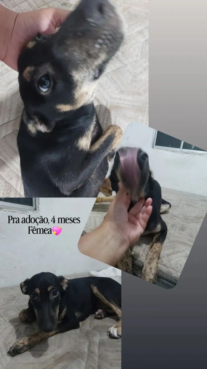 Adoção Cadela - Foto 2